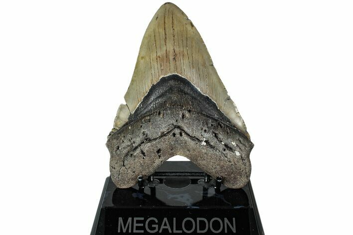Fossil Megalodon Tooth - North Carolina #226485